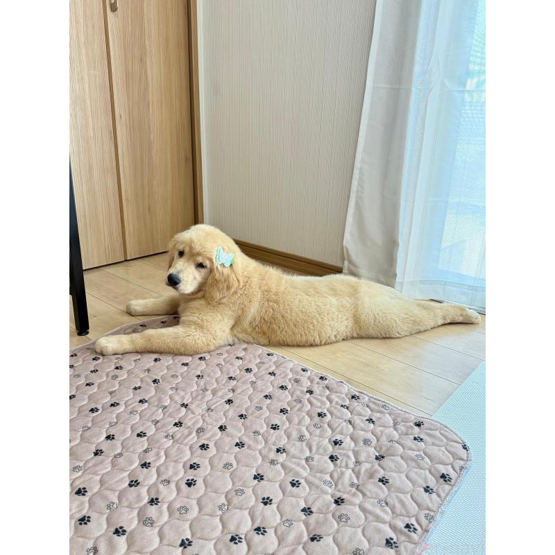 販売中の静岡県のゴールデンレトリーバー-415963の11枚目