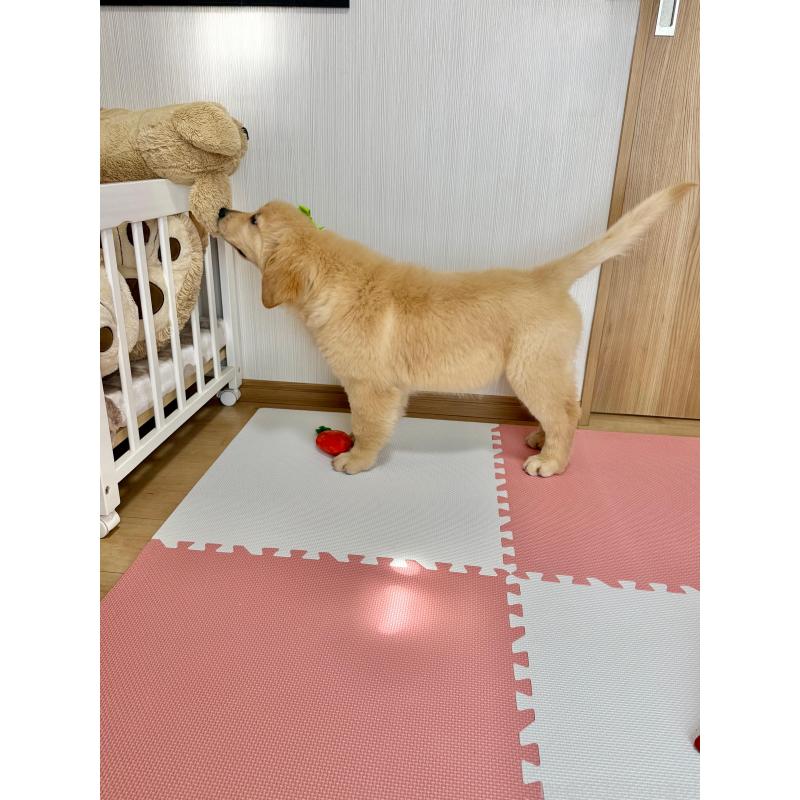 販売中の静岡県のゴールデンレトリーバー-415963の6枚目