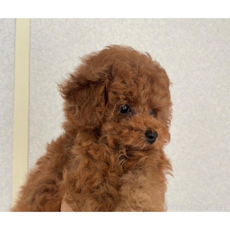 販売中の長崎県のトイプードル-410836の3枚目