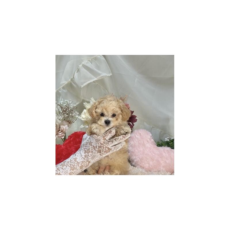 販売中の兵庫県のティーカッププードル-413257の2枚目