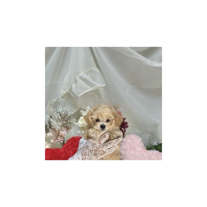 販売中の兵庫県のティーカッププードル-413257