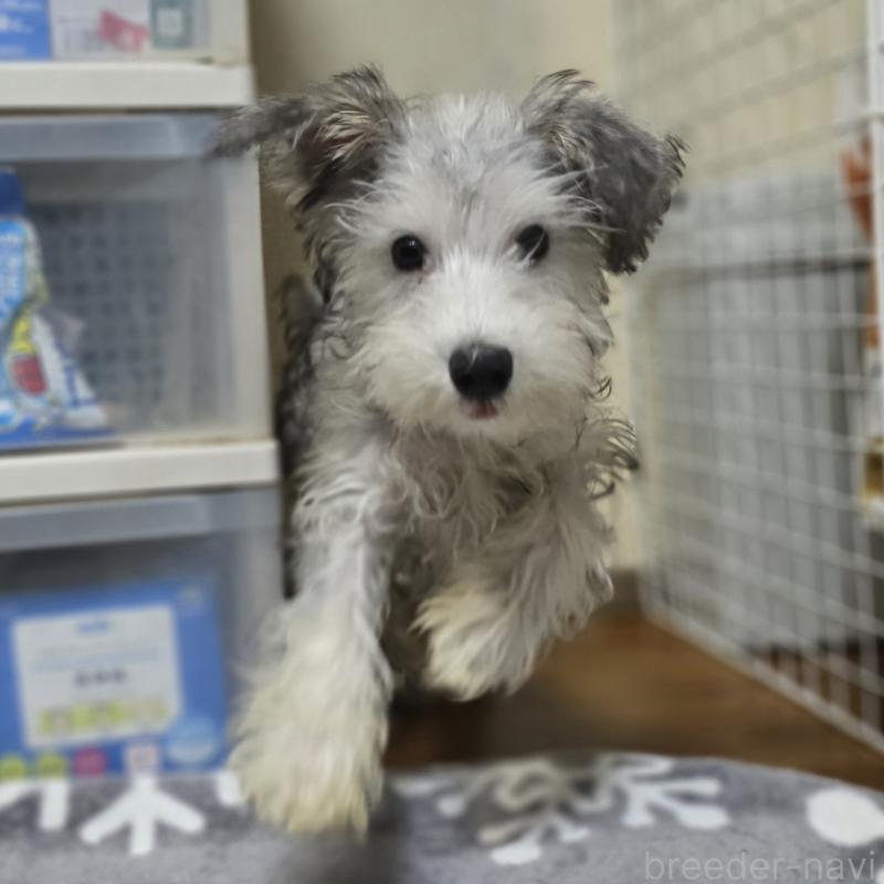 販売中の岡山県のミニチュアシュナウザー-394060の6枚目