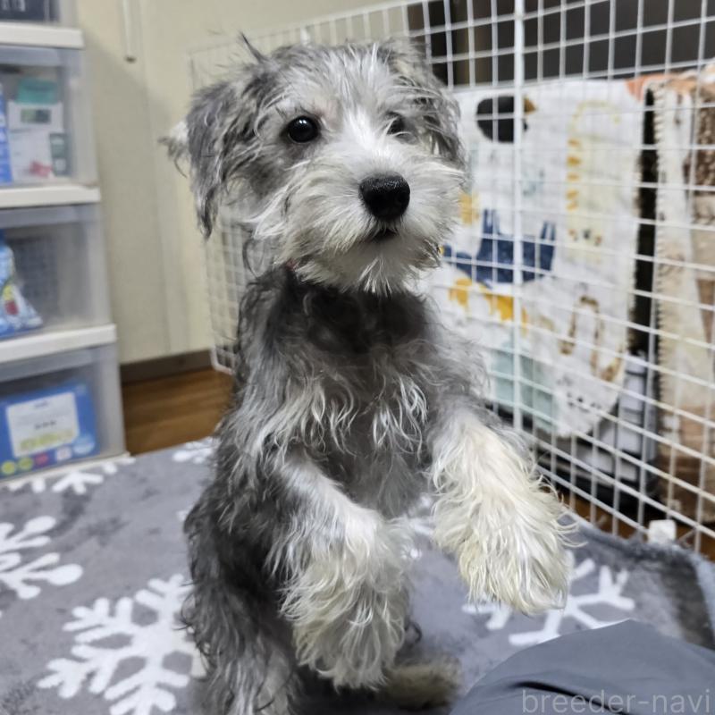 成約済の岡山県のミニチュアシュナウザー-394057の7枚目