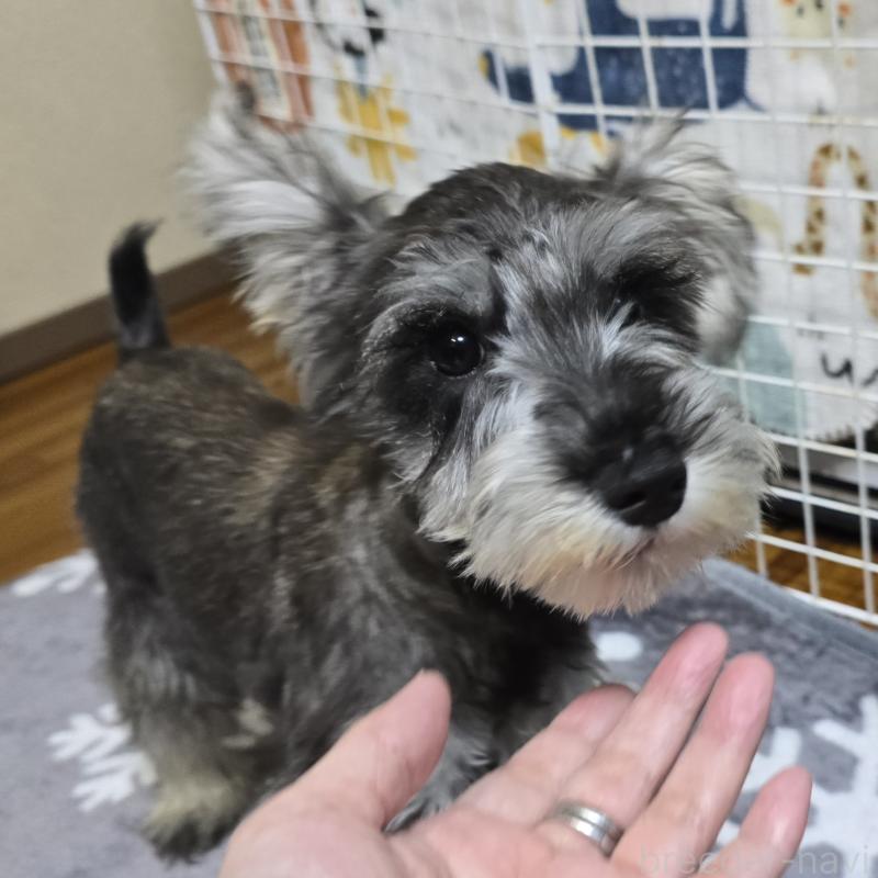 販売中の岡山県のミニチュアシュナウザー-393949の1枚目