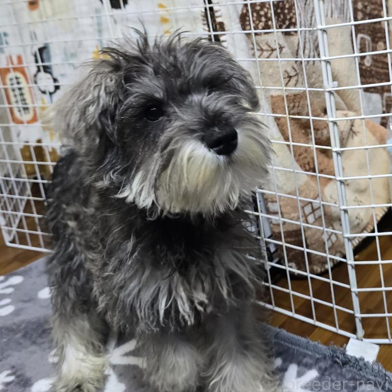 販売中の岡山県のミニチュアシュナウザー-393947の2枚目
