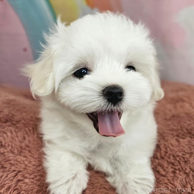 成約済の愛知県のマルチーズ-403490の9枚目