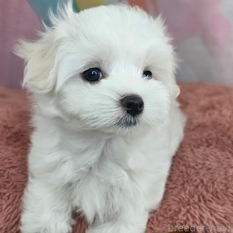 成約済の愛知県のマルチーズ-403490の5枚目