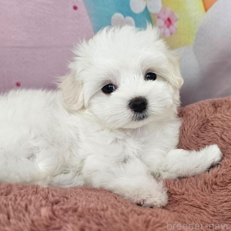 成約済の愛知県のマルチーズ-403490の4枚目