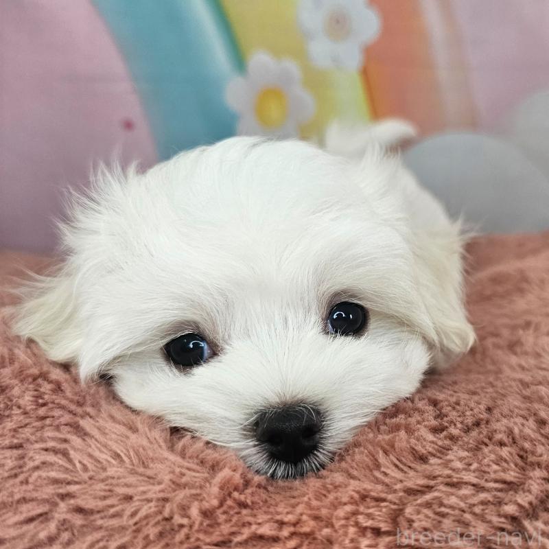 成約済の愛知県のマルチーズ-403490の3枚目