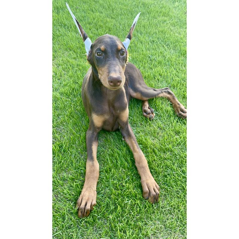 成約済の千葉県のドーベルマン-393367