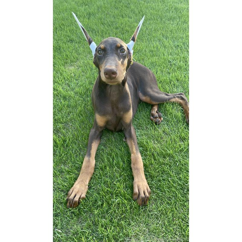 成約済の千葉県のドーベルマン-393367の15枚目