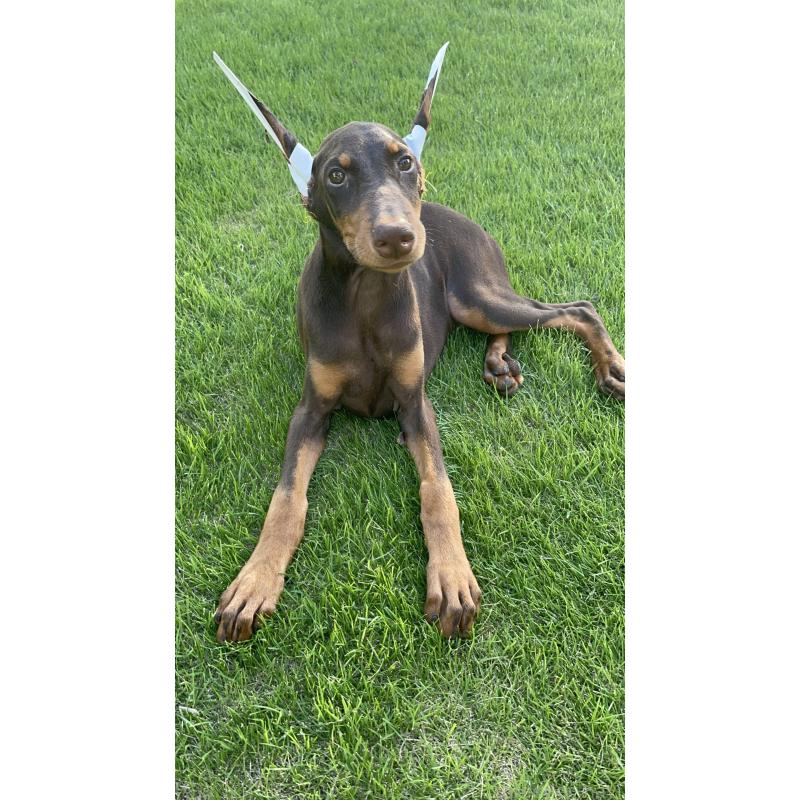 成約済の千葉県のドーベルマン-393367の14枚目