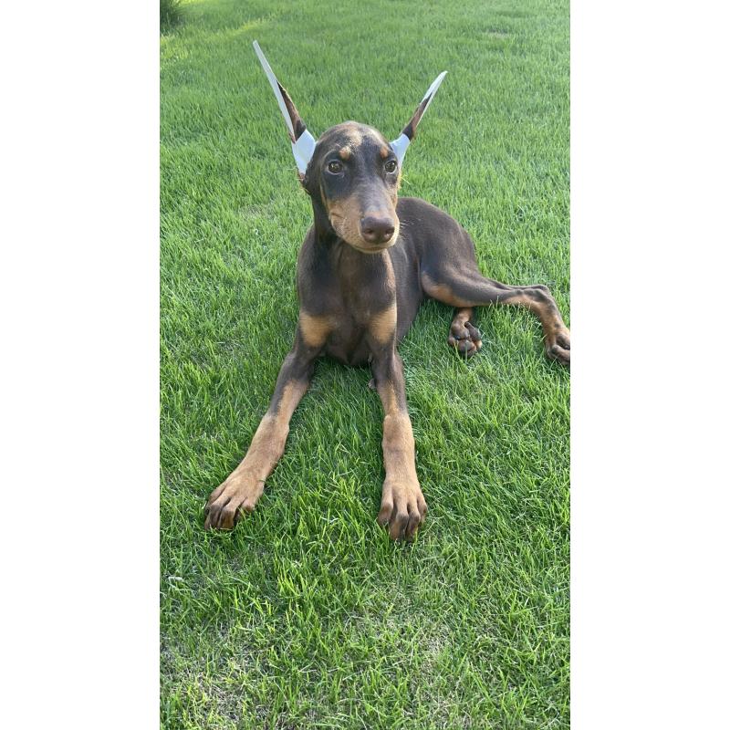 成約済の千葉県のドーベルマン-393367の13枚目