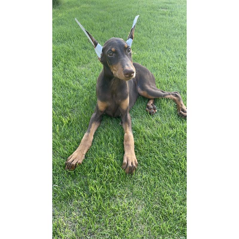 成約済の千葉県のドーベルマン-393367の12枚目