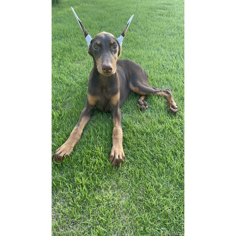 成約済の千葉県のドーベルマン-393367の11枚目