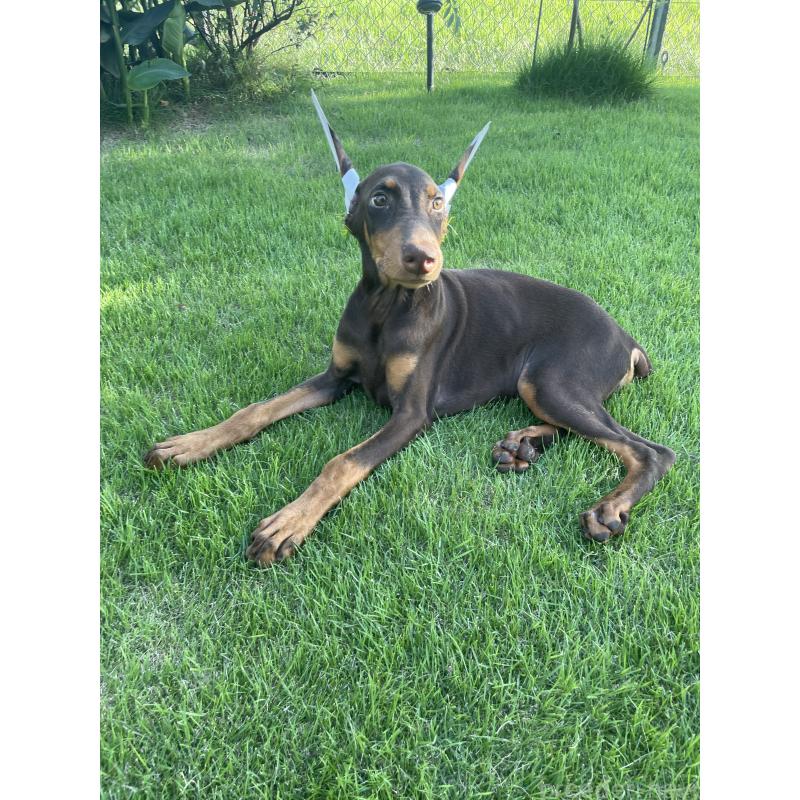 成約済の千葉県のドーベルマン-393367の10枚目