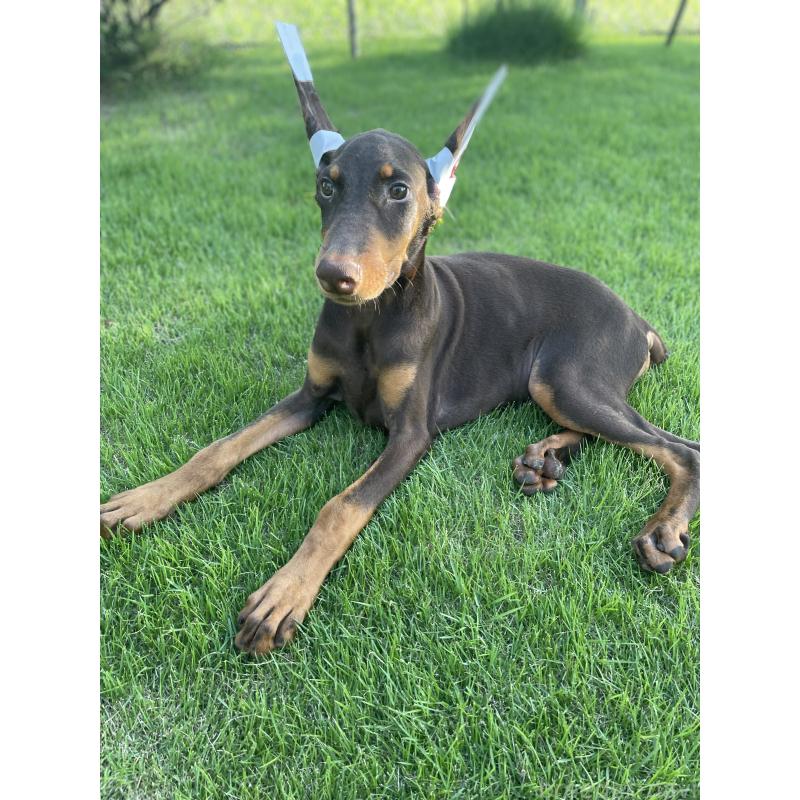 成約済の千葉県のドーベルマン-393367の9枚目