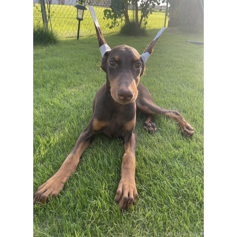 成約済の千葉県のドーベルマン-393367の8枚目