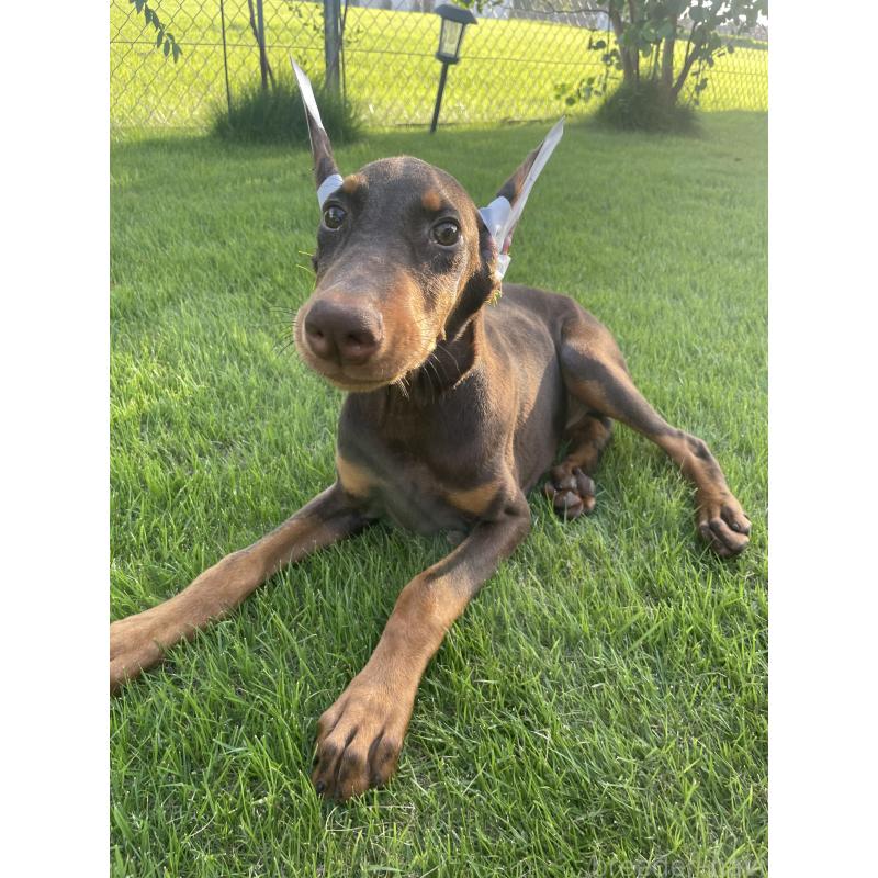 成約済の千葉県のドーベルマン-393367の7枚目