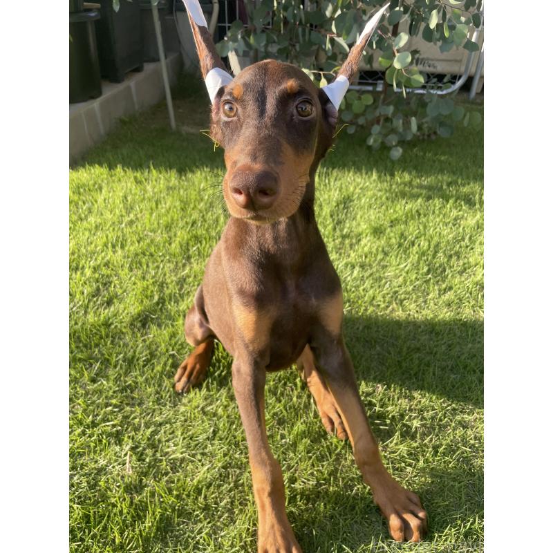 成約済の千葉県のドーベルマン-393367の6枚目