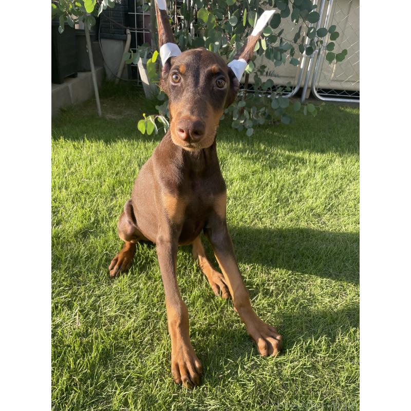 成約済の千葉県のドーベルマン-393367の5枚目