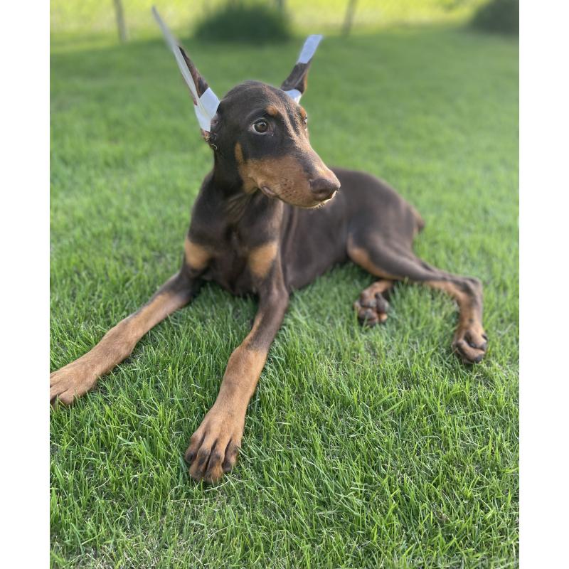 成約済の千葉県のドーベルマン-393367の4枚目