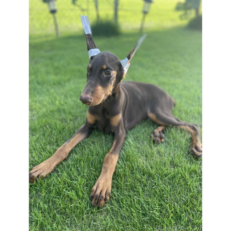 成約済の千葉県のドーベルマン-393367の3枚目