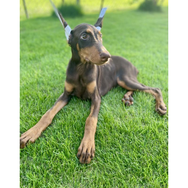 成約済の千葉県のドーベルマン-393367の2枚目