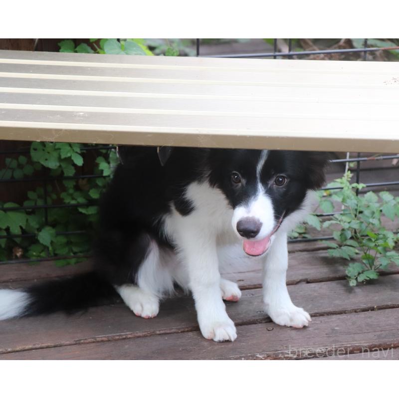 販売中の宮崎県のボーダーコリー-402464の5枚目