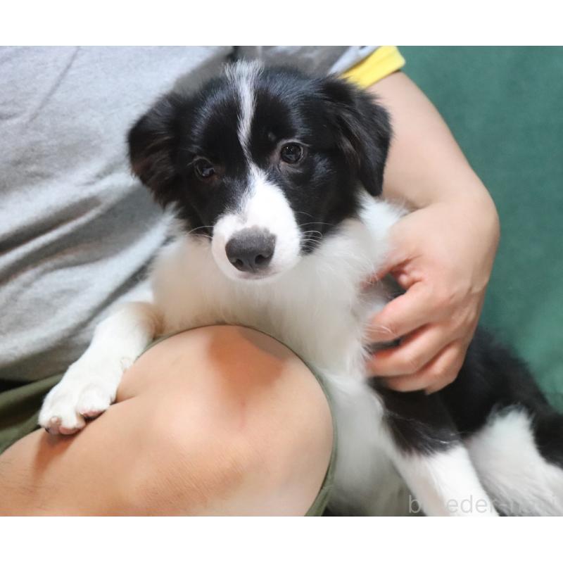 販売中の宮崎県のボーダーコリー-402464の4枚目