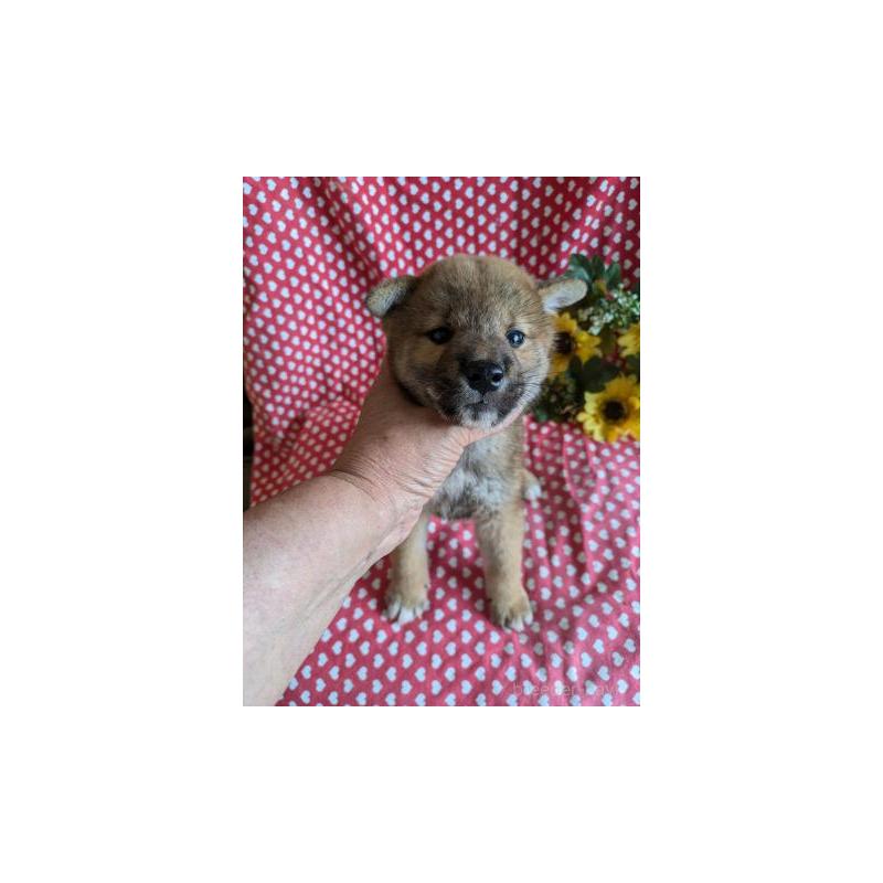 販売中の鹿児島県の柴犬-415796の2枚目