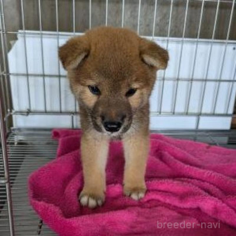 販売中の鹿児島県の柴犬-415796の1枚目