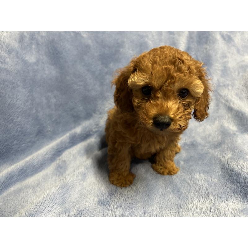 販売中の佐賀県のトイプードル-409347の2枚目