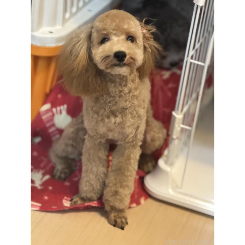 販売中の東京都のトイプードル-377450の2枚目