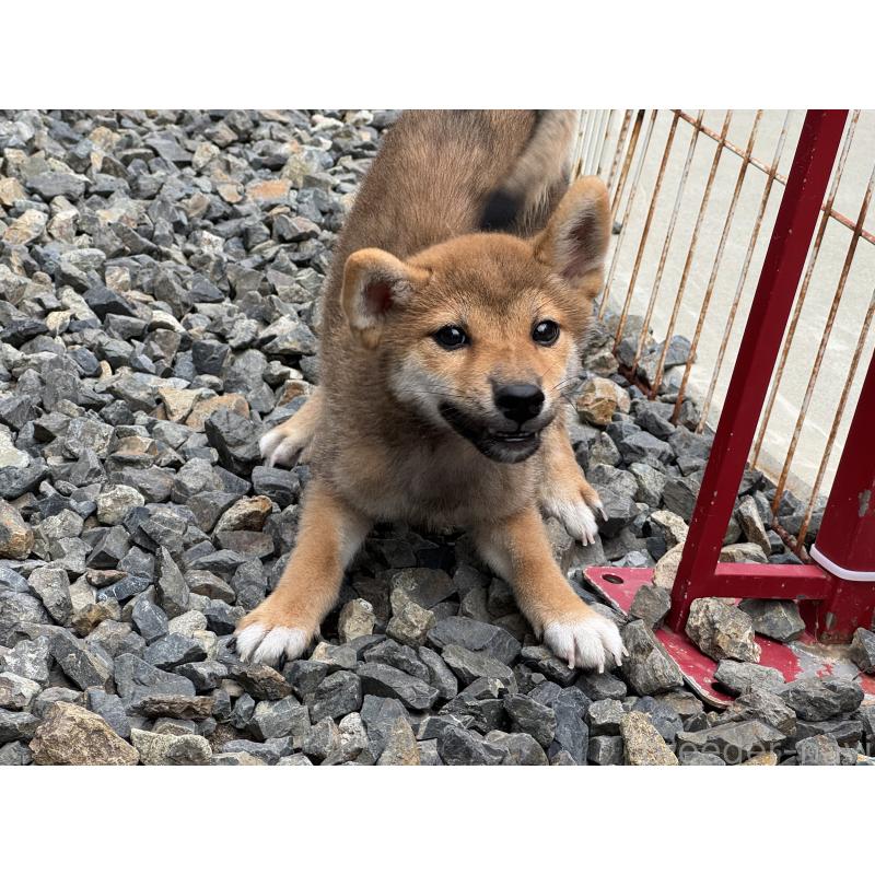 販売中の岡山県の柴犬-409610の2枚目