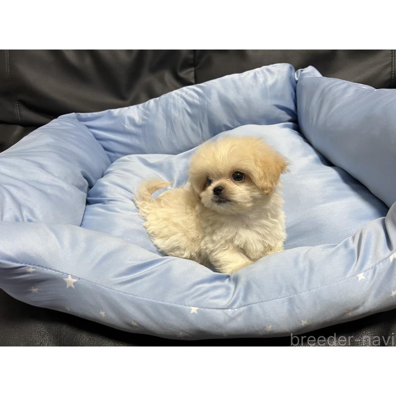 販売中の栃木県のミックス犬-415987の1枚目