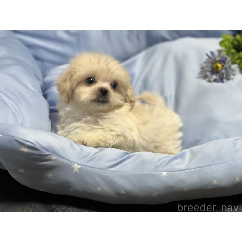 販売中の栃木県のミックス犬-415987の3枚目
