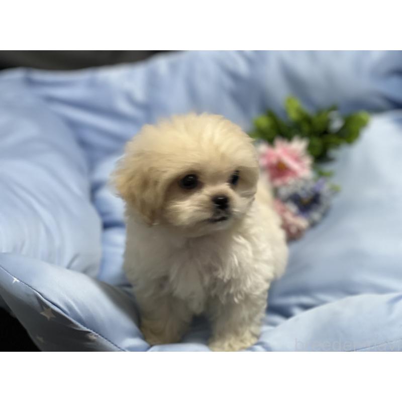 販売中の栃木県のミックス犬-415987の2枚目