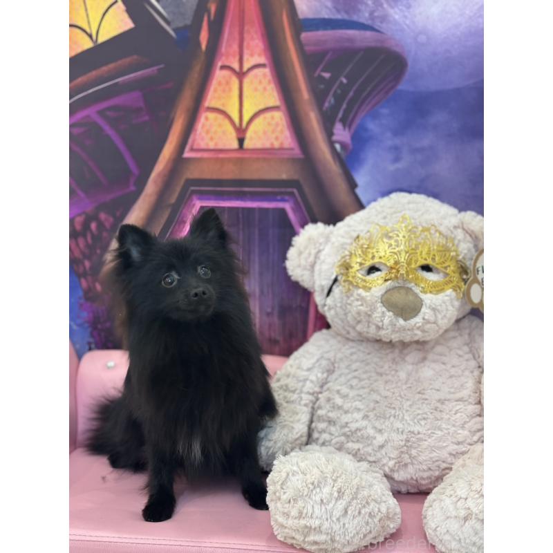 販売中の和歌山県のポメラニアン-367347の3枚目