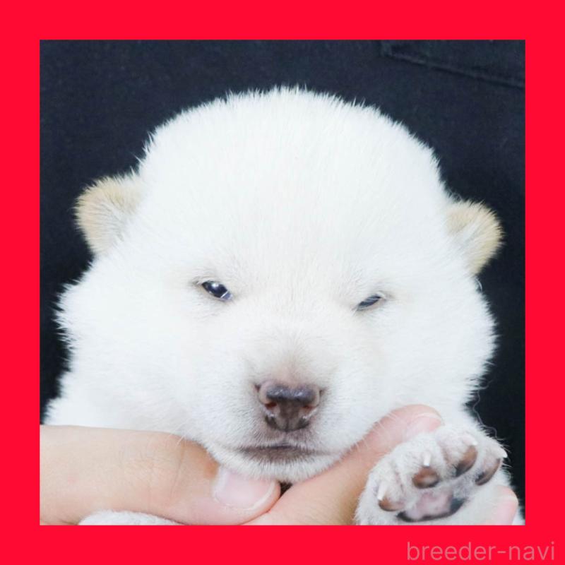 販売中の愛知県の柴犬-415988の1枚目