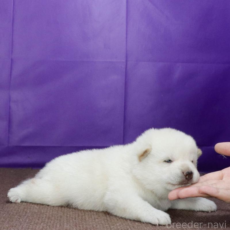 販売中の愛知県の柴犬-415988の2枚目