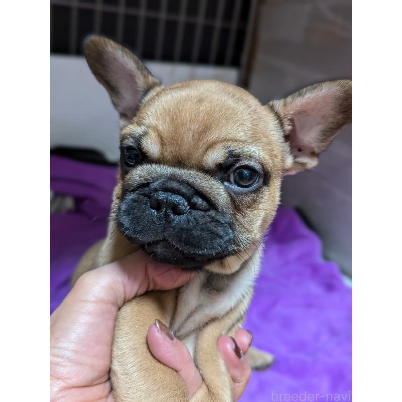 成約済の愛知県のフレンチブルドッグ-410786の5枚目