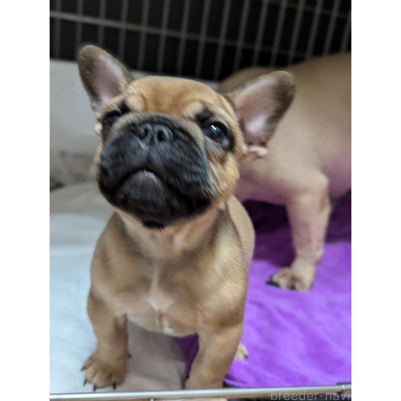 成約済の愛知県のフレンチブルドッグ-410786の4枚目