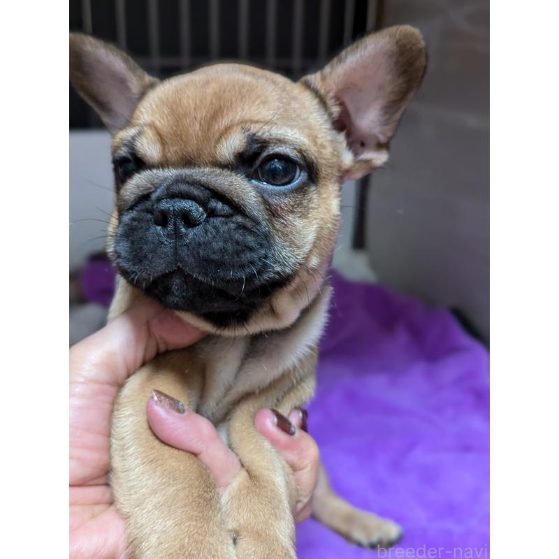 成約済の愛知県のフレンチブルドッグ-410786の3枚目
