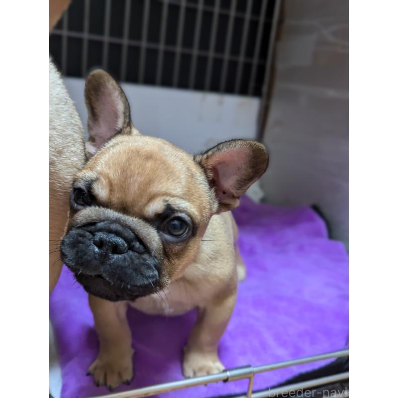 成約済の愛知県のフレンチブルドッグ-410786の2枚目