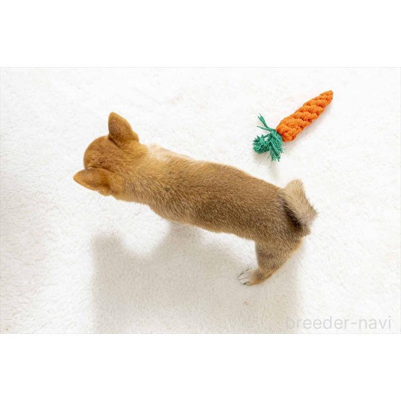 販売中の大分県の豆柴-416013の5枚目