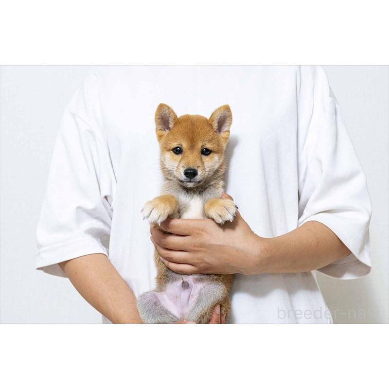 販売中のの豆柴-416013
