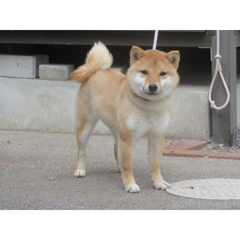 大分の梅鈴ちゃん1枚目