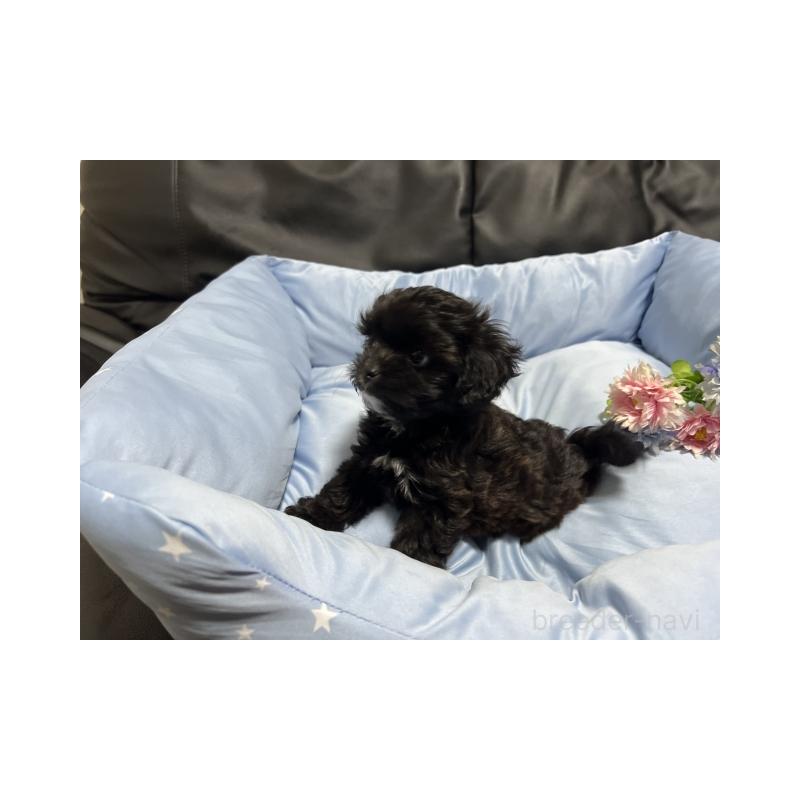 販売中の栃木県のミックス犬-416014の4枚目