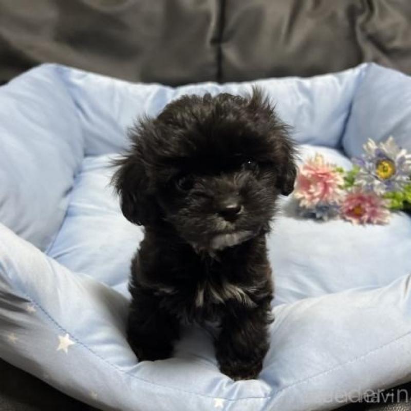 販売中の栃木県のミックス犬-416014の1枚目